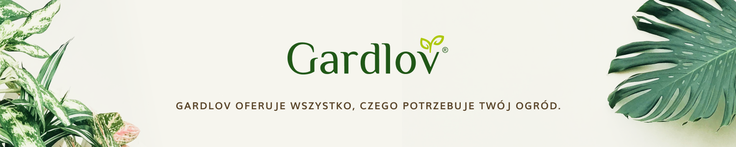 chińska hurtownia Maxy.pl